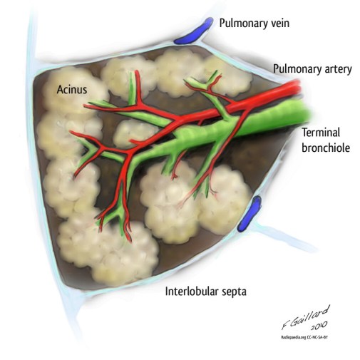 secondary-pulmonary-lobule-diagram