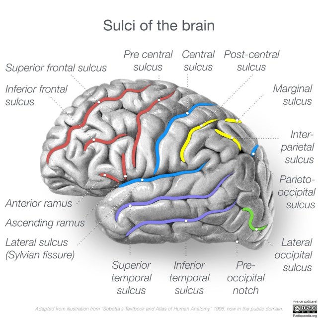 neuroanatomy-lateral-cortex-diagrams