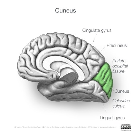 neuroanatomy-medial-cortex-diagrams