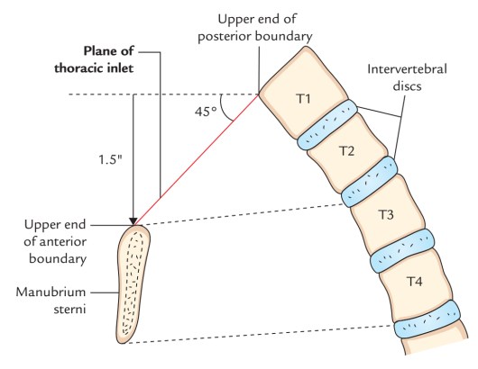 Superior-thoracic-aperture-bounds